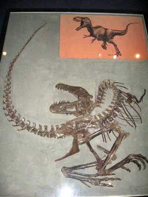 Gorgosaurus