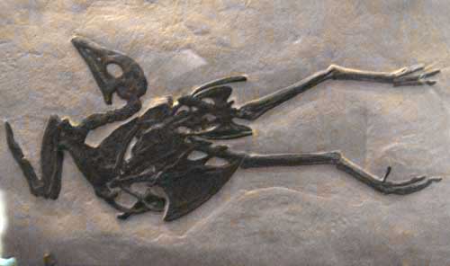 Gallinuloides wyomingensis, excavé du Green River formation, Wyoming