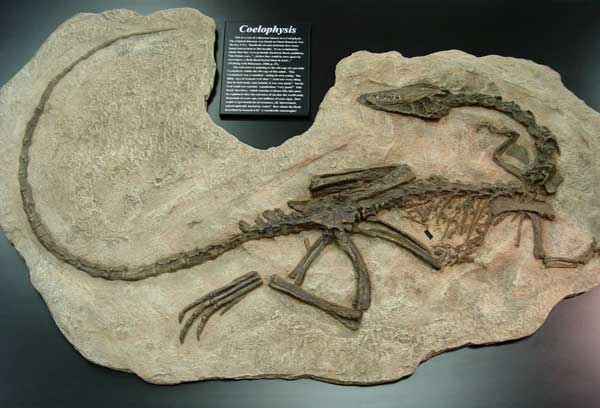 Coelophysis