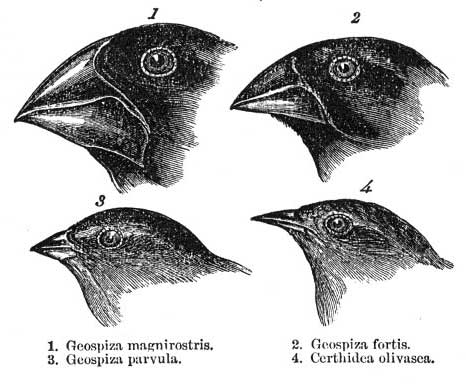 Galapagos finches