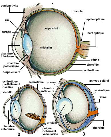 Oeil humain