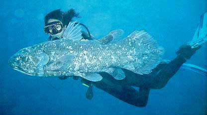 coelacanthe