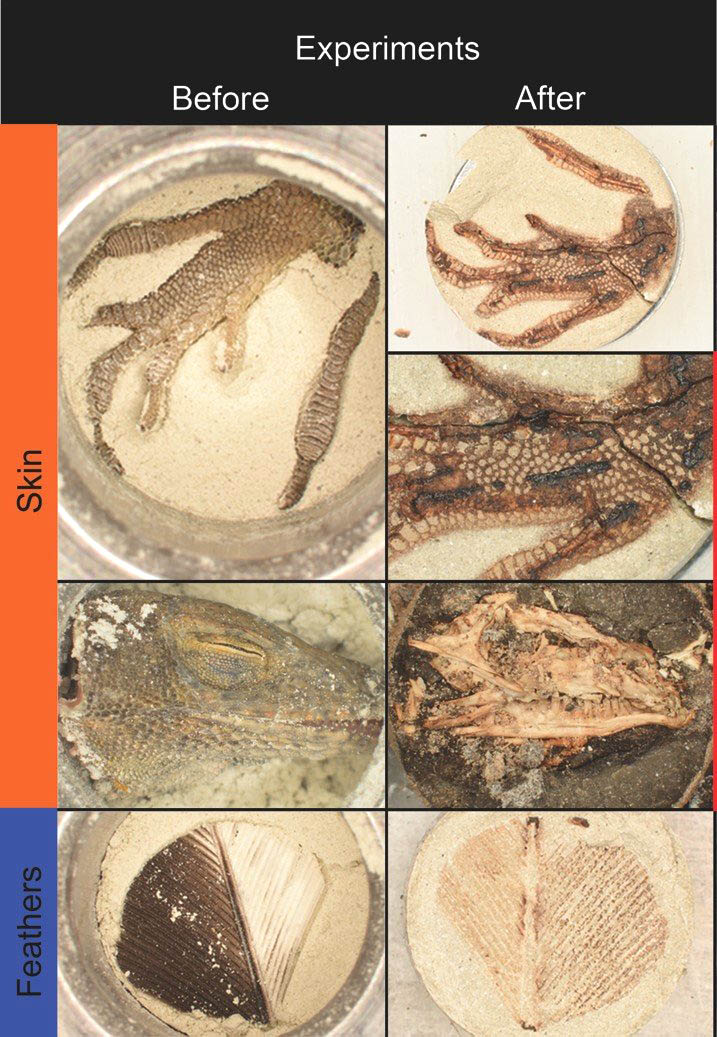 fossiles synthétiques