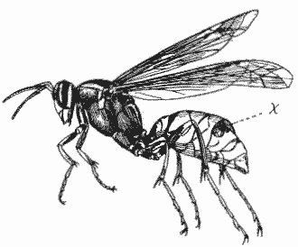 wasp & parasite