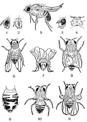 mutations chez le Drosophile